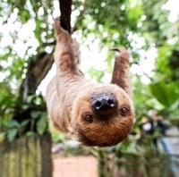 Dovendyr i Randers Regnskov