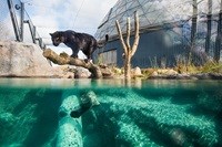 Sort panter i Randers Regnskov