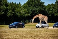 Safari med egen bil i GIVSKUD ZOO – ZOOTOPIA