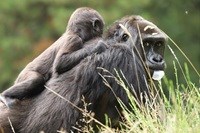 En gorillamor med barn i GIVSKUD ZOO – ZOOTOPIA