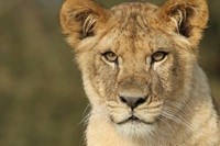 En ung løve i Givskud Zoo