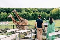 En familie ser på giraffer i Aalborg Zoo 