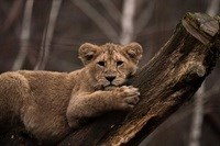 Løveunge i Aalborg Zoo