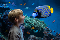 Dreng + Kejserfisk i Kattegatcentret